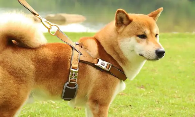 Half-year report card (one) for the implementation of the " Urban canine regulations " 
