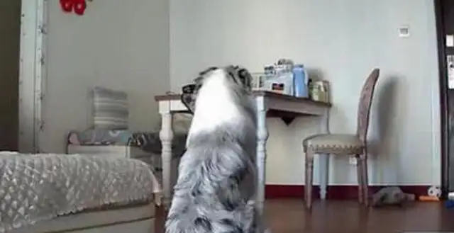 Turn on the monitor, see the dog sitting in the living room, and the next personal behavior, it's tearing