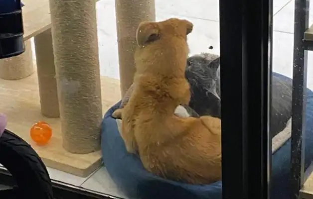 A stray dog with a chain around his neck, and a pet dog with an enviable eye