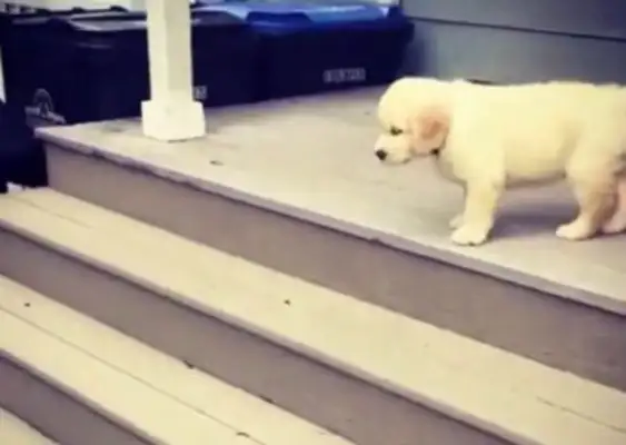 The dog who doesn't come down the stairs jumps down and makes a cold sweat
