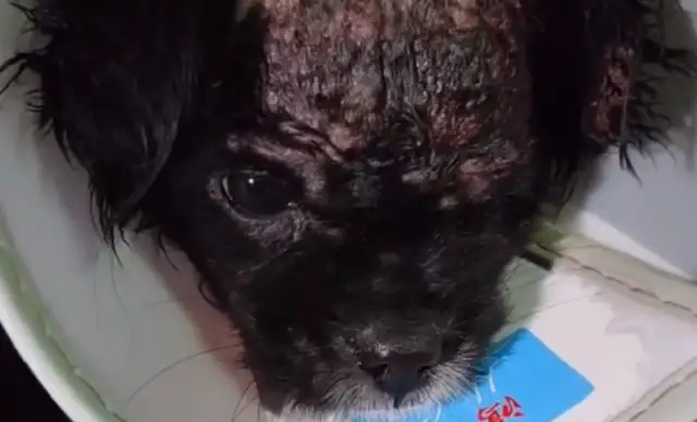 - Bald everything? The dog was abandoned to a stray dog because of his skin disease. Dog: Where should I go