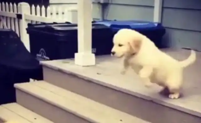 The dog who doesn't come down the stairs jumps down and makes a cold sweat