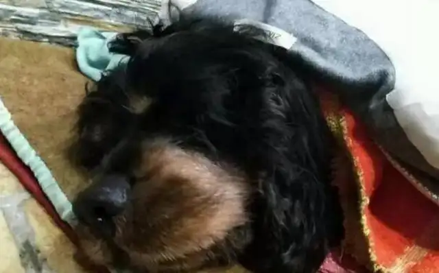 After 14 years of dog death, the hostess saw this in her slippers and cried