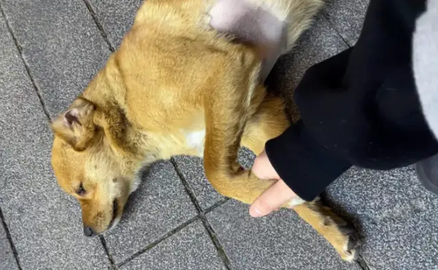 A stray dog with a chain around his neck, and a pet dog with an enviable eye