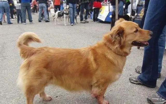 A dog of golden blood usually has these characteristics, and the last one is not obvious