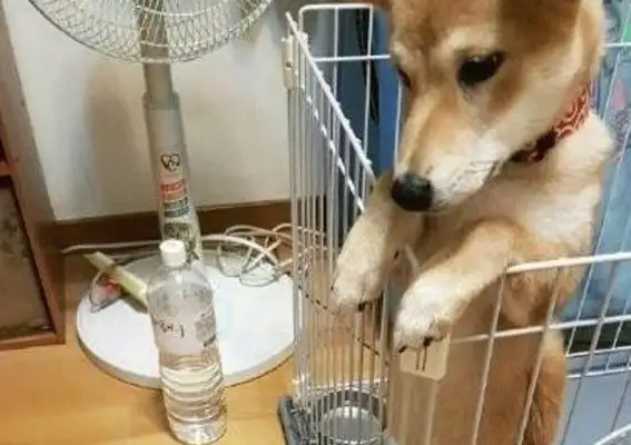 The owner didn't close the toilet, so the dog learned to pee standing
