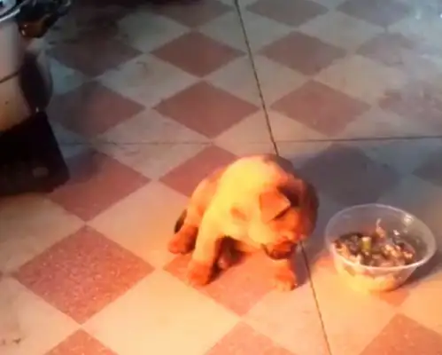 The pups are adopted by the kind ones who sleep during the night at home
