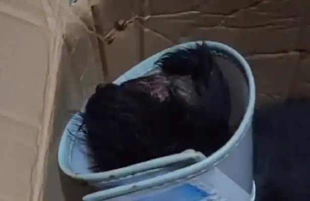 - Bald everything? The dog was abandoned to a stray dog because of his skin disease. Dog: Where should I go