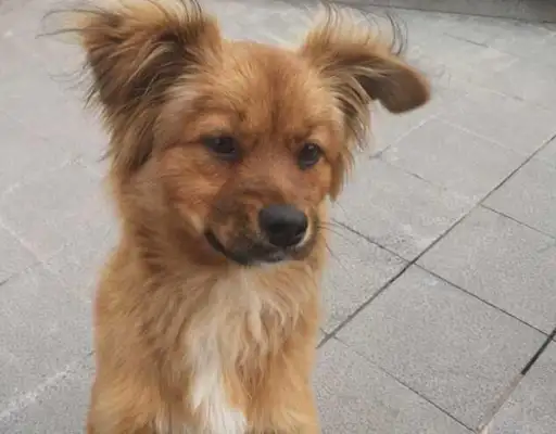 A dog of golden blood usually has these characteristics, and the last one is not obvious