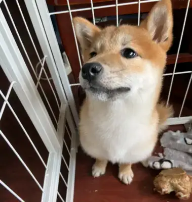 Chai Dog wanted to go out and got upset by the owner