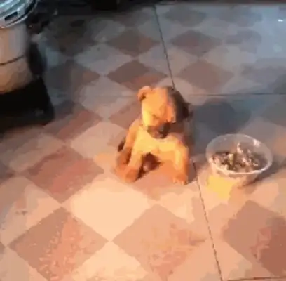 The pups are adopted by the kind ones who sleep during the night at home
