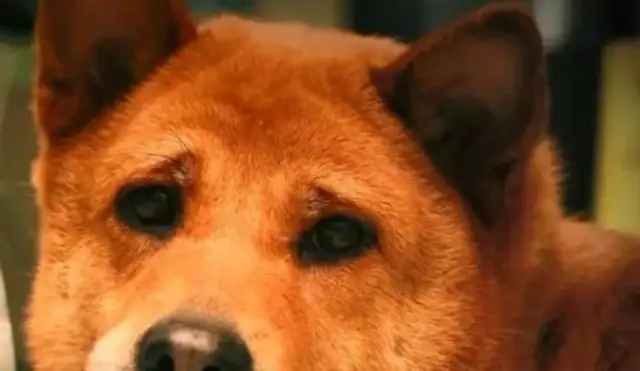 The 17-year-old dog didn't swallow his last bite until the master came home. Gas