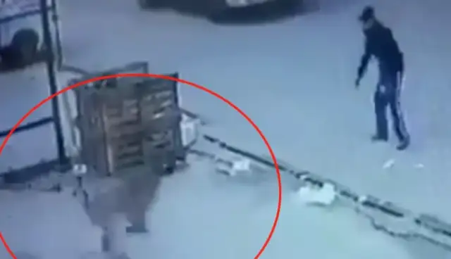 He stopped the stray dog to get out of the truck, but he didn't leave