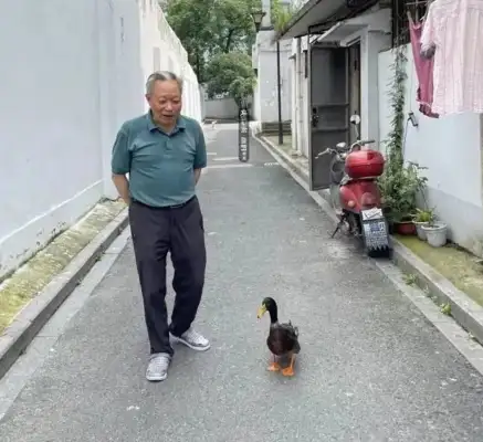 It's no big deal to walk a dog and a tortoise