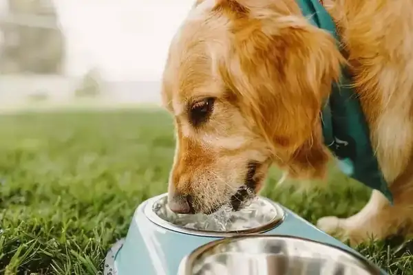 Why don't dogs drink much water? I'll teach you to recognize and respond