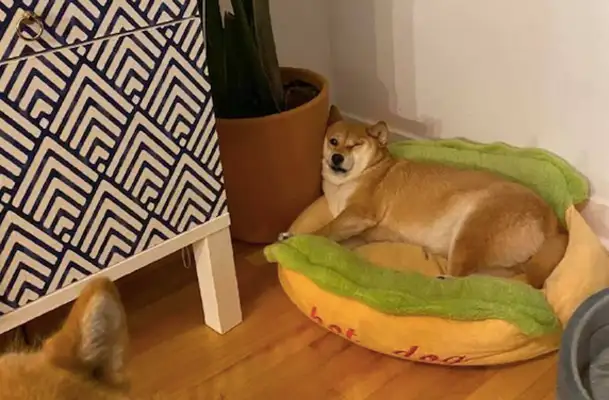 The dog sleeps on a flower pot, and the flesh on his face can't open his eyes