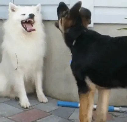 Samoye came out five minutes ago and the owner heard the dog arguing and went out and laughed at the next scene