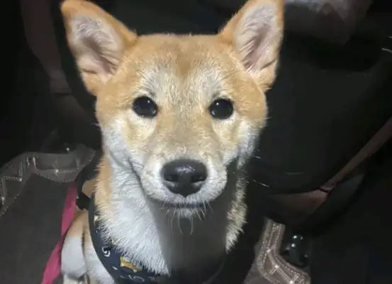 Chai Dog wanted to go out and got upset by the owner