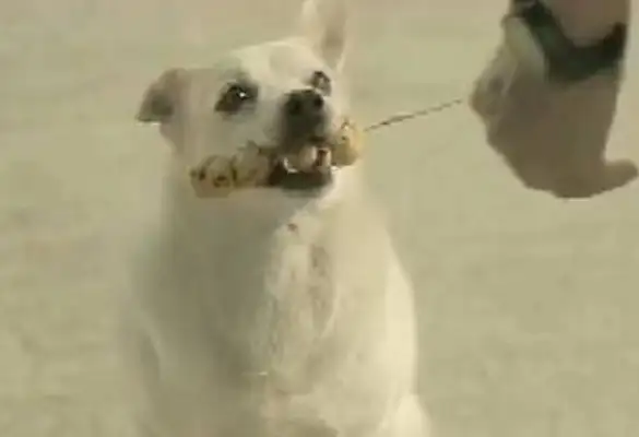 When the man gave the food to the dog, a lot of things happened that he wasn't expecting..