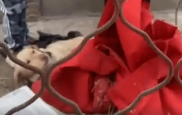 He was bitten by other dogs and died in Labrador, but the owner wouldn't save him