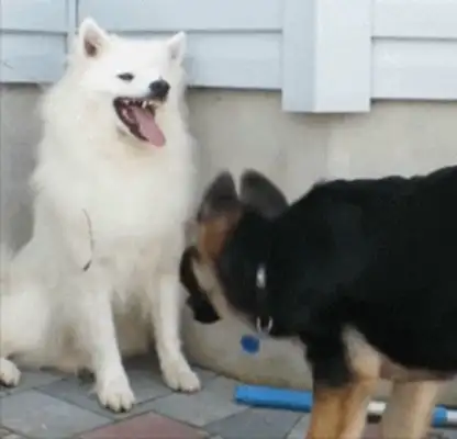 Samoye came out five minutes ago and the owner heard the dog arguing and went out and laughed at the next scene