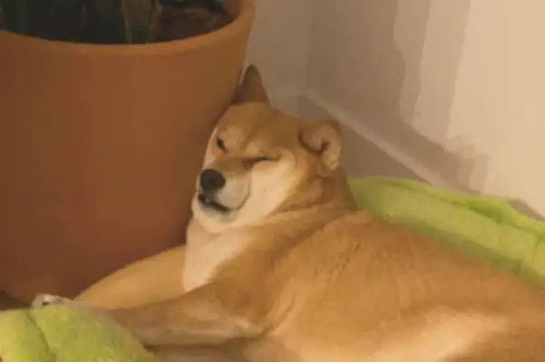 The dog sleeps on a flower pot, and the flesh on his face can't open his eyes