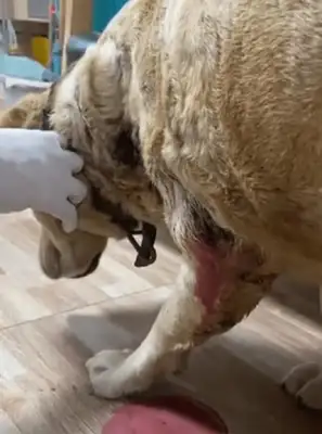 He was bitten by other dogs and died in Labrador, but the owner wouldn't save him