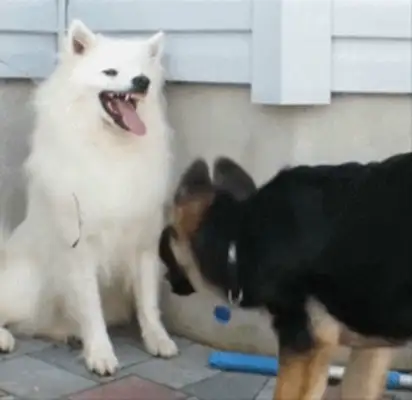 Samoye came out five minutes ago and the owner heard the dog arguing and went out and laughed at the next scene