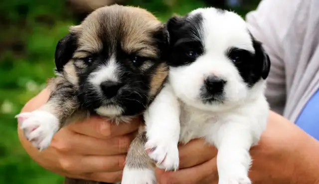 The dog's sick and his master's tears are killing him
