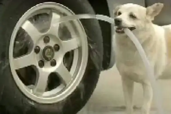 When the man gave the food to the dog, a lot of things happened that he wasn't expecting..