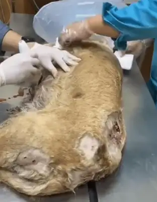 He was bitten by other dogs and died in Labrador, but the owner wouldn't save him