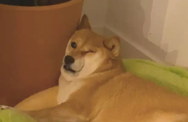 The dog sleeps on a flower pot, and the flesh on his face can't open his eyes