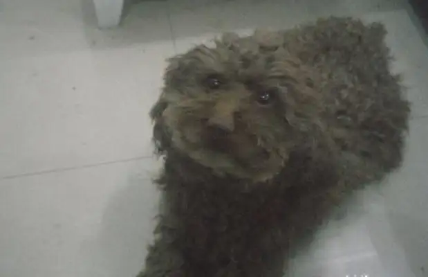 When a girl buys fruit, she happens to meet a stray dog