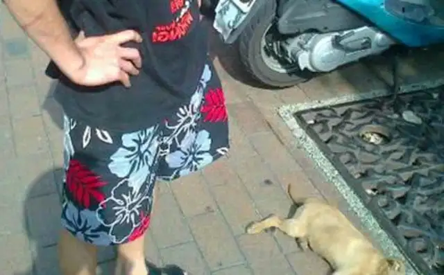 So your own dog can fight? The men of Taiwan beat the dogs with their bare hands