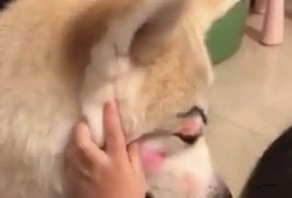 When a girl comes home from work, she sees her daughter in the dog's face, but it hurts a little