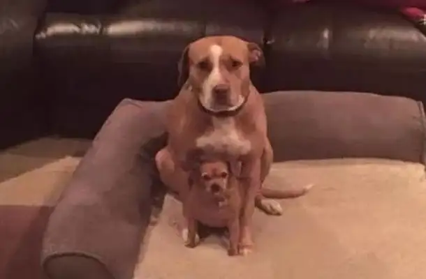 When the stray dog was adopted, there was a puppy in his arms: Can I take him with me