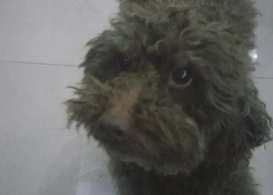 The dog's sick and his master's tears are killing him
