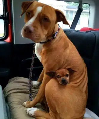 When the stray dog was adopted, there was a puppy in his arms: Can I take him with me