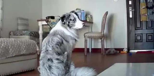 Turn on the monitor, see the dog sitting in the living room, and the next personal behavior, it's tearing