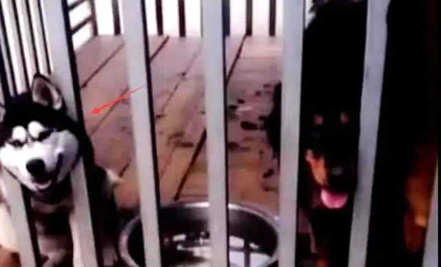 He kept it locked up with a dog