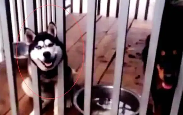 He kept it locked up with a dog