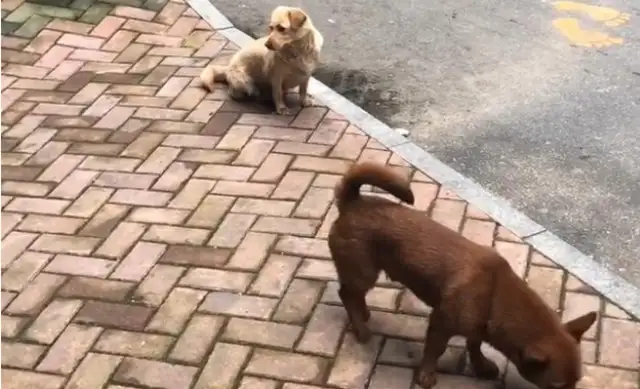 I found a little milk dog, and his mother came to the house three times, but he didn't want a baby