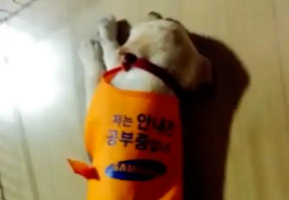 After a year of study by a slag guide dog and knowing that it has this "problem", netizens: should