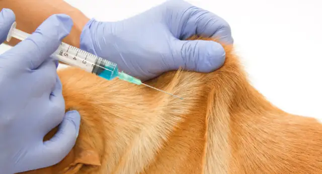 The dog's sick and his master's tears are killing him