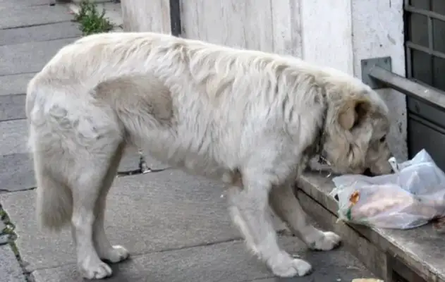She's adopted 21 stray dogs