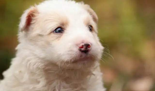 The dog's sick and his master's tears are killing him
