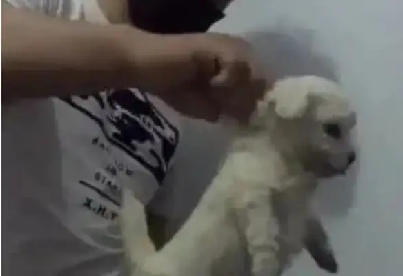 The lead man squeezed the dog's skin with one hand, caught it shaking, and the dog got scared