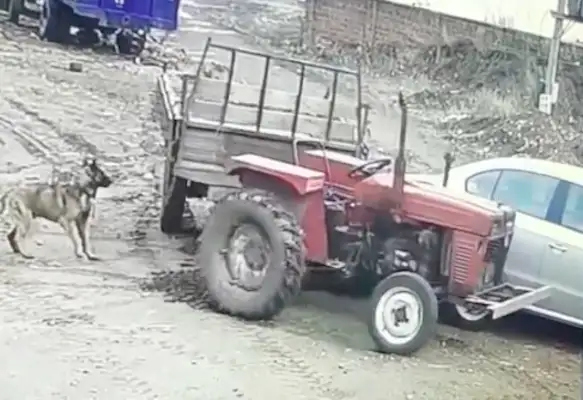 The dog bit the bottle wire, causing the tractor to hit the front car