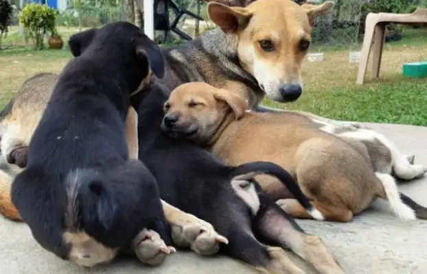 I found a little milk dog, and his mother came to the house three times, but he didn't want a baby