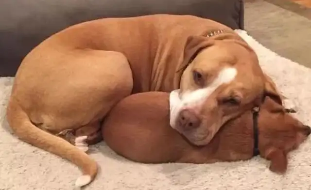 When the stray dog was adopted, there was a puppy in his arms: Can I take him with me